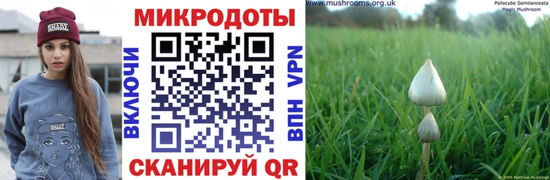 наркота  Нязепетровск  Галлюциногенные грибы Cubensis 